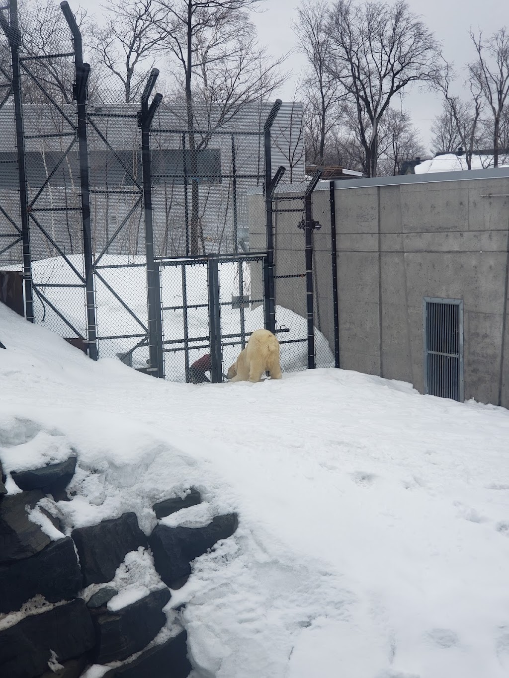 Habitat des ours polaires | 1675 Av. des Hôtels, Québec, QC G1W 4S3, Canada | Phone: (418) 659-5264