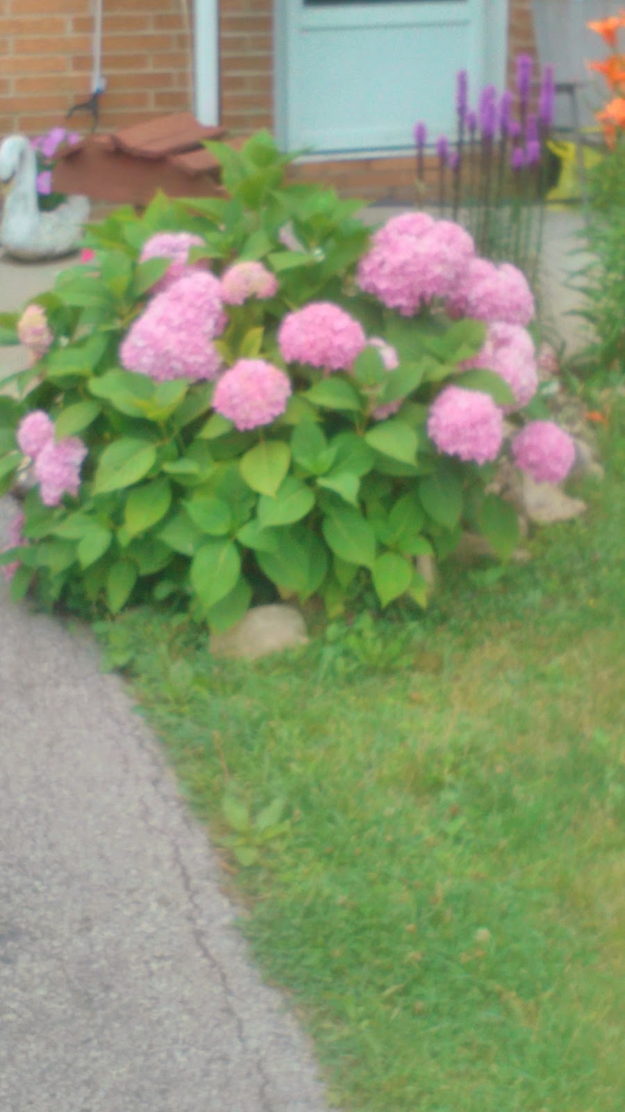Cobblehill Homes Co-Operative Inc | 53 Cook St, Acton, ON L7J 1Z5, Canada | Phone: (519) 853-1226