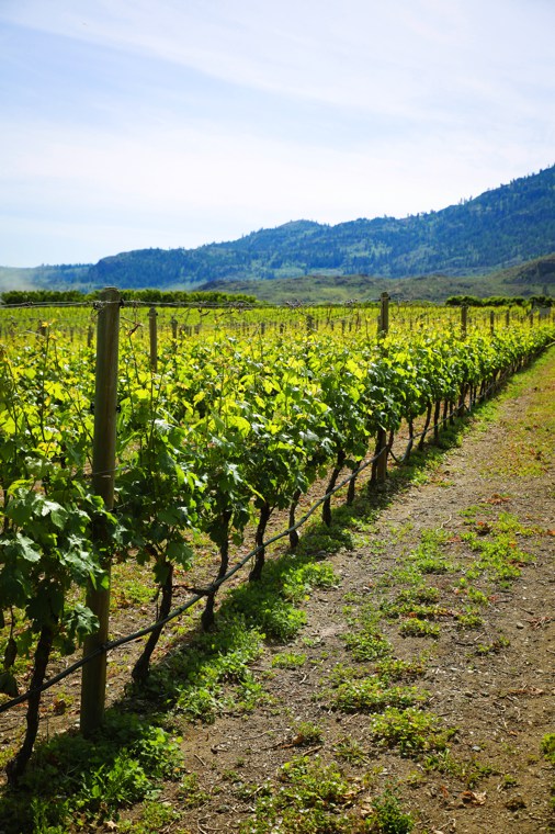 Bordertown Vineyards & Estate Winery | 9140 92 Ave, Osoyoos, BC V0H 1V2, Canada | Phone: (250) 495-3332