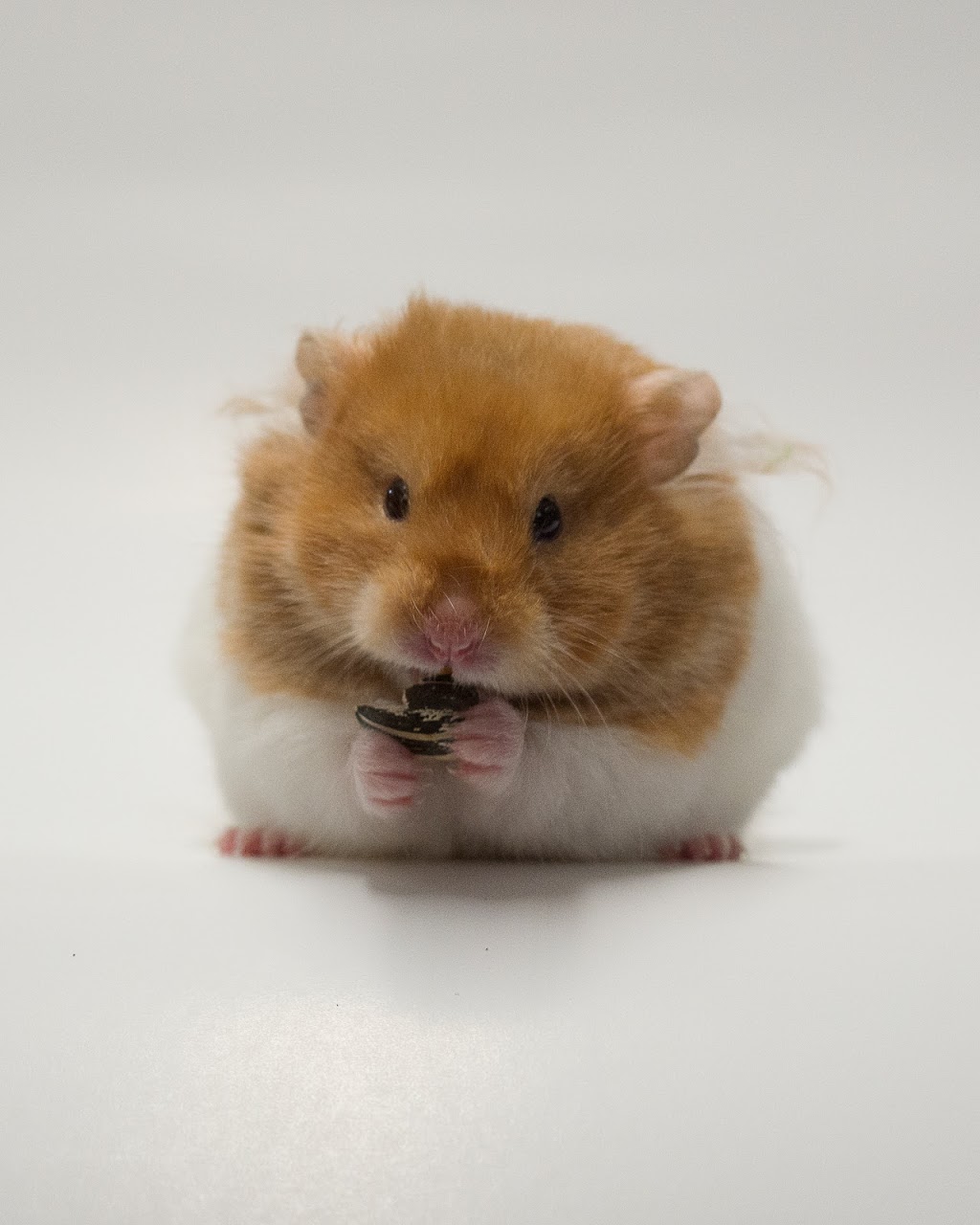Hagersville Pet Supply | 21 King St E, Hagersville, ON N0A 1H0, Canada | Phone: (905) 768-1046