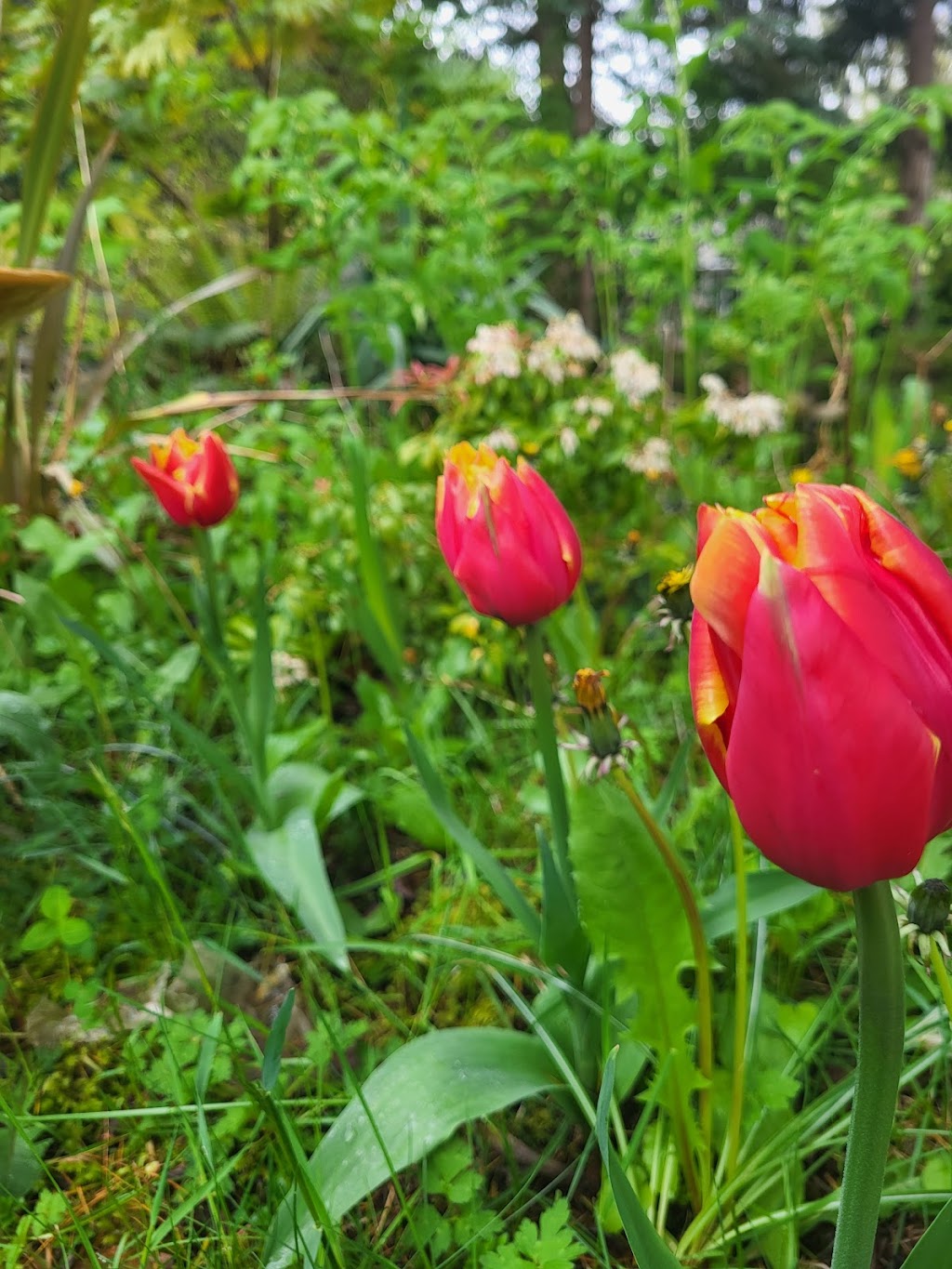The MicroFarm on Green Lake | 6634 Valleyview Dr, Nanaimo, BC V9T 5R7, Canada | Phone: (250) 618-8751