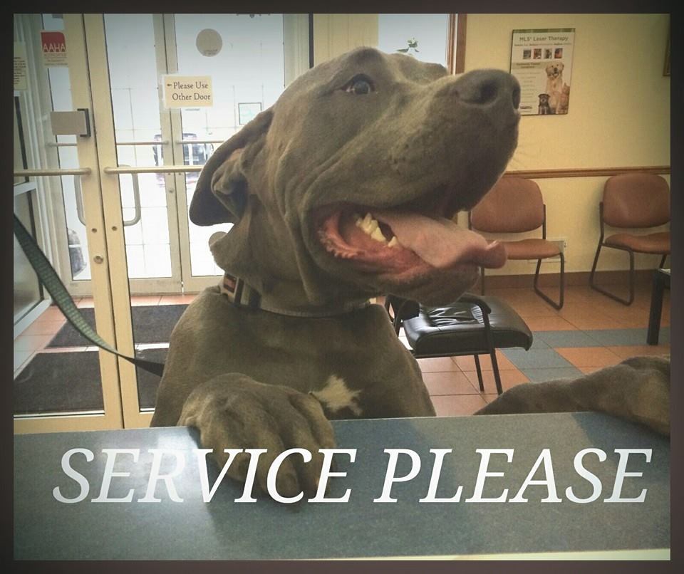 Grand Island Animal Hospital | 2323 Whitehaven Rd, Grand Island, NY 14072, USA | Phone: (716) 773-7646