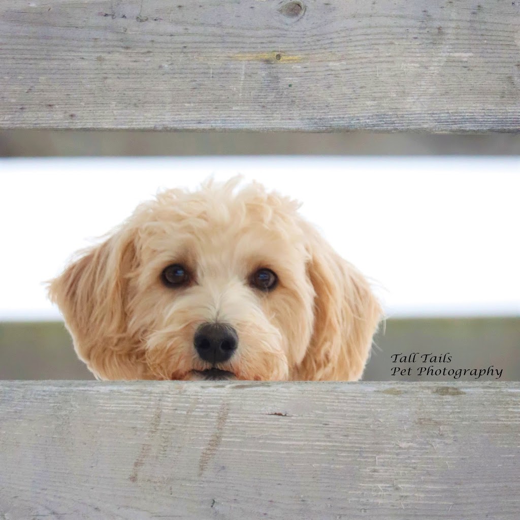 Tall Tails Pet Photography | 107 High St, Sutton, ON L0E 1R0, Canada | Phone: (905) 960-1907