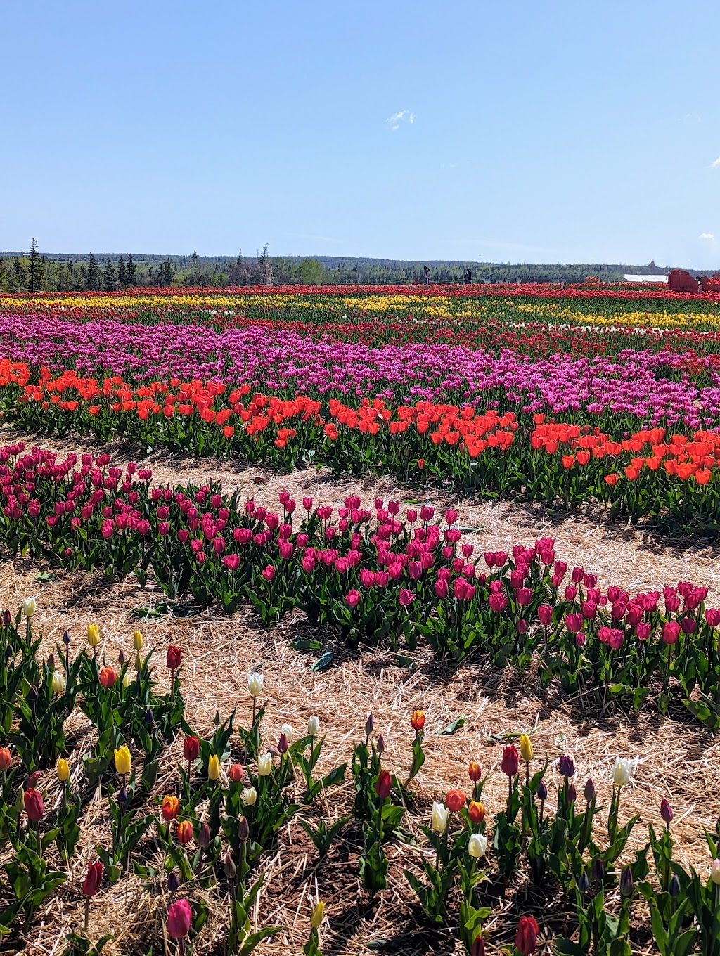 Belfast Tulips | 5265 Trans-Canada Hwy, Belfast, PE C0A 1A0, Canada | Phone: (902) 393-0792
