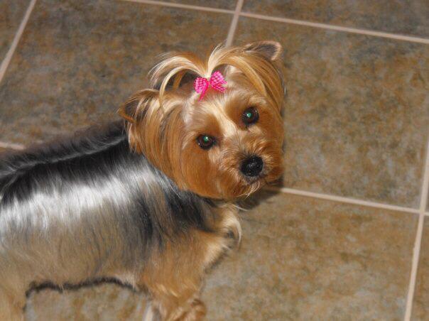 Exclusively for dogs | 3217 27, Lyn, ON K0E 1M0, Canada | Phone: (613) 803-7668