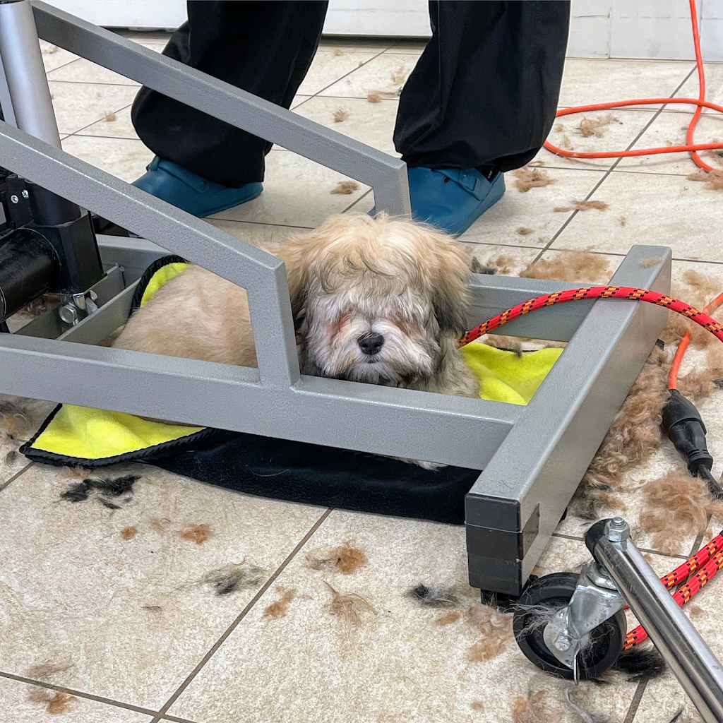 Sweet Paws Dog Grooming Services | Canada, British Columbia, Richmond, Bayview St, Suite 105 | Phone: (604) 285-7425