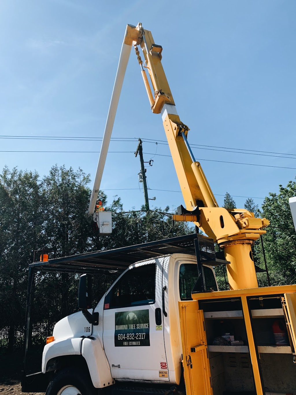 Diamond Tree Service | 5390 Beharrell Rd, Abbotsford, BC V3G 1P8, Canada | Phone: (604) 832-2317
