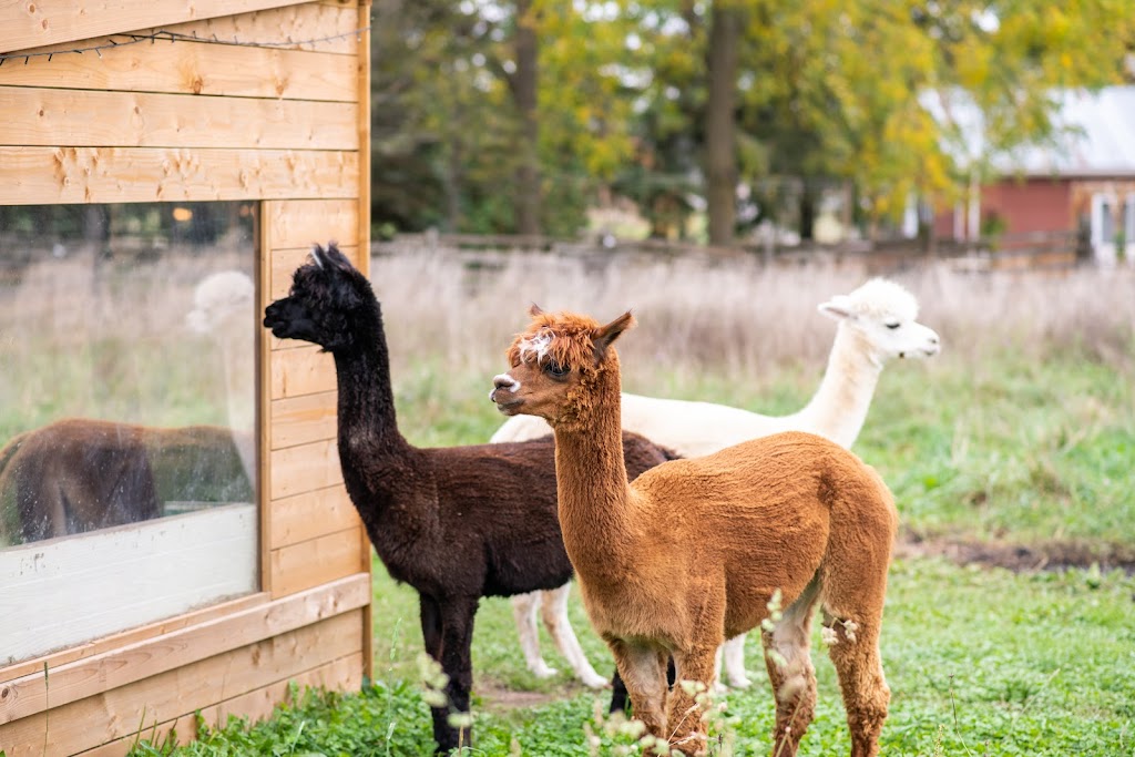 Jolly Zee Alpacas | 18692 Hurontario St, Caledon Village, ON L7K 0Y1, Canada | Phone: (905) 805-4356