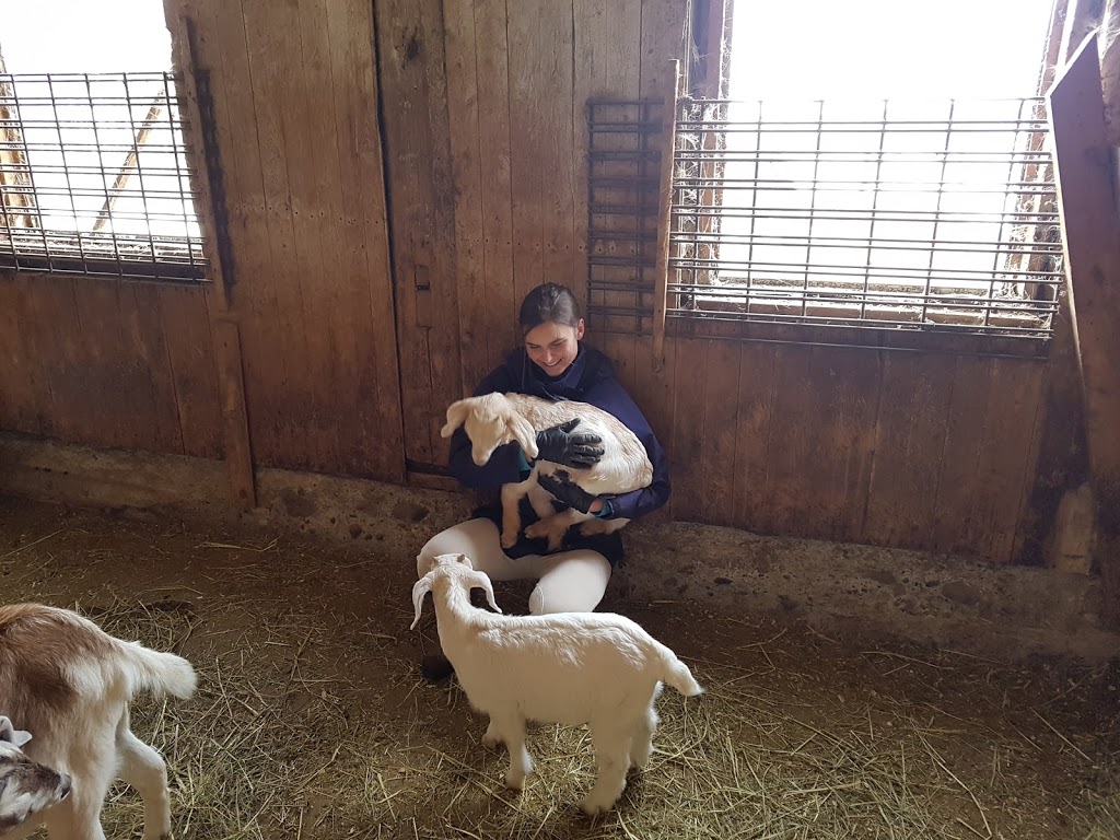 Ferme Brio | 455 Chemin du Petit Brompton, Racine, QC J0E 1Y0, Canada | Phone: (819) 679-3433