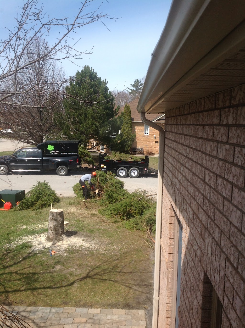 Natures Tree Service | point of interest | 7 Godden St, Collingwood, ON L9Y 4S4, Canada | 7058880381 OR +1 705-888-0381
