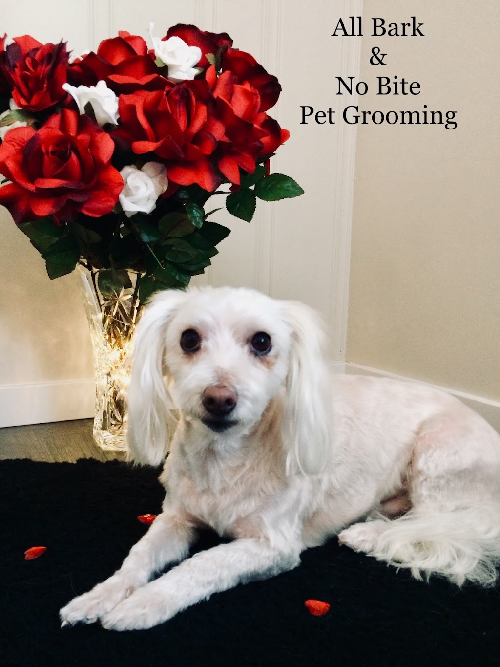 All Bark & No Bite Professional Pet Grooming | 6379 32 Ave NW, Calgary, AB T3B 0K1, Canada | Phone: (403) 863-9291
