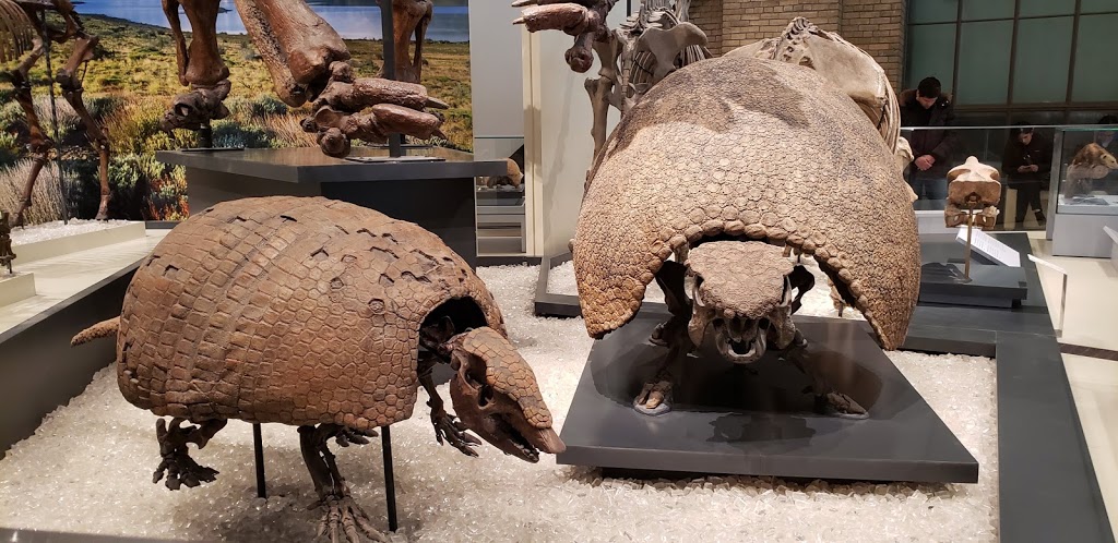 Royal Ontario Museum Libraries | 100 Queens Park, Toronto, ON M5S 2C6, Canada | Phone: (416) 586-5595