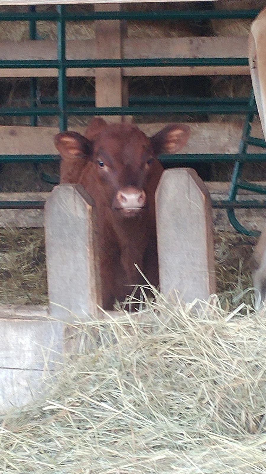 Bunnett Green Meadows Farm | 4663 Route 880, 4663 NB-880, Havelock, NB E4Z 5L2, Canada | Phone: (506) 534-2262