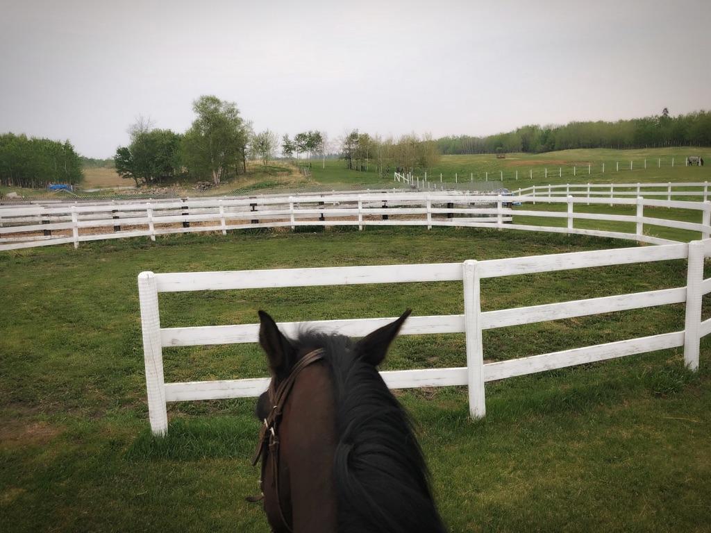 Higher Ground Horse Boarding | 52161 Range Rd 220, Sherwood Park, AB T8E 1B8, Canada | Phone: (780) 905-9333