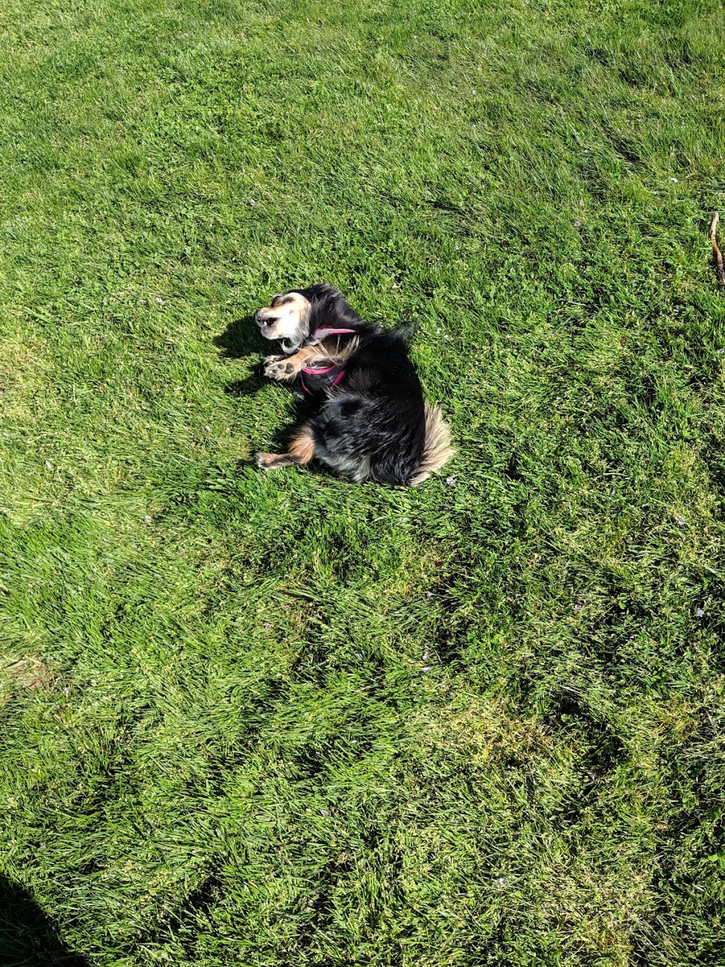 Songhees Hilltop Dog Park | 100 Saghalie Rd, Victoria, BC V9A 0A1, Canada