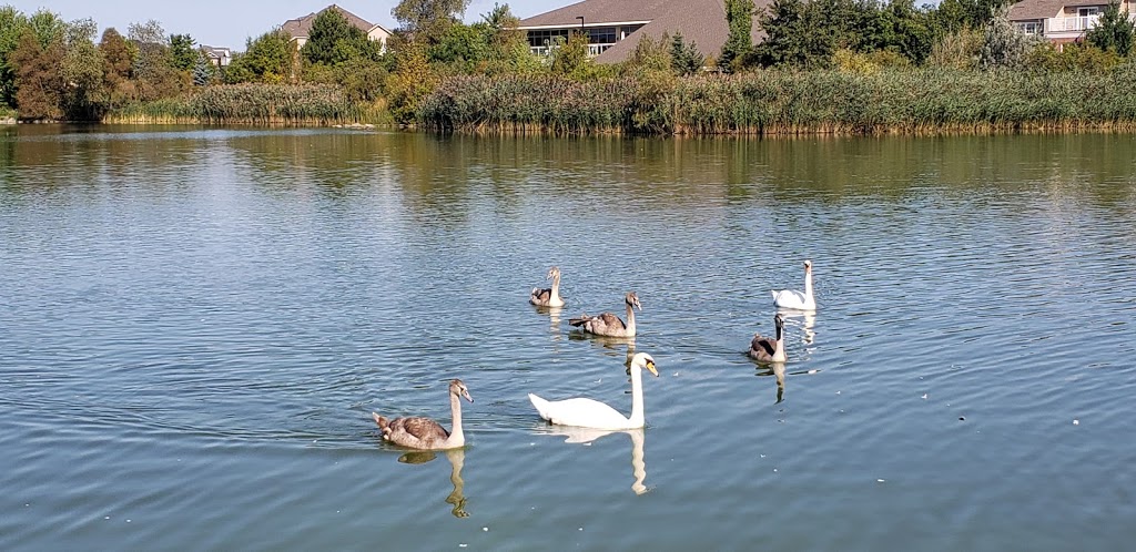 Swan Lake Park | 25 Swan Park Rd, Markham, ON L6E 1Z5, Canada | Phone: (905) 477-5530