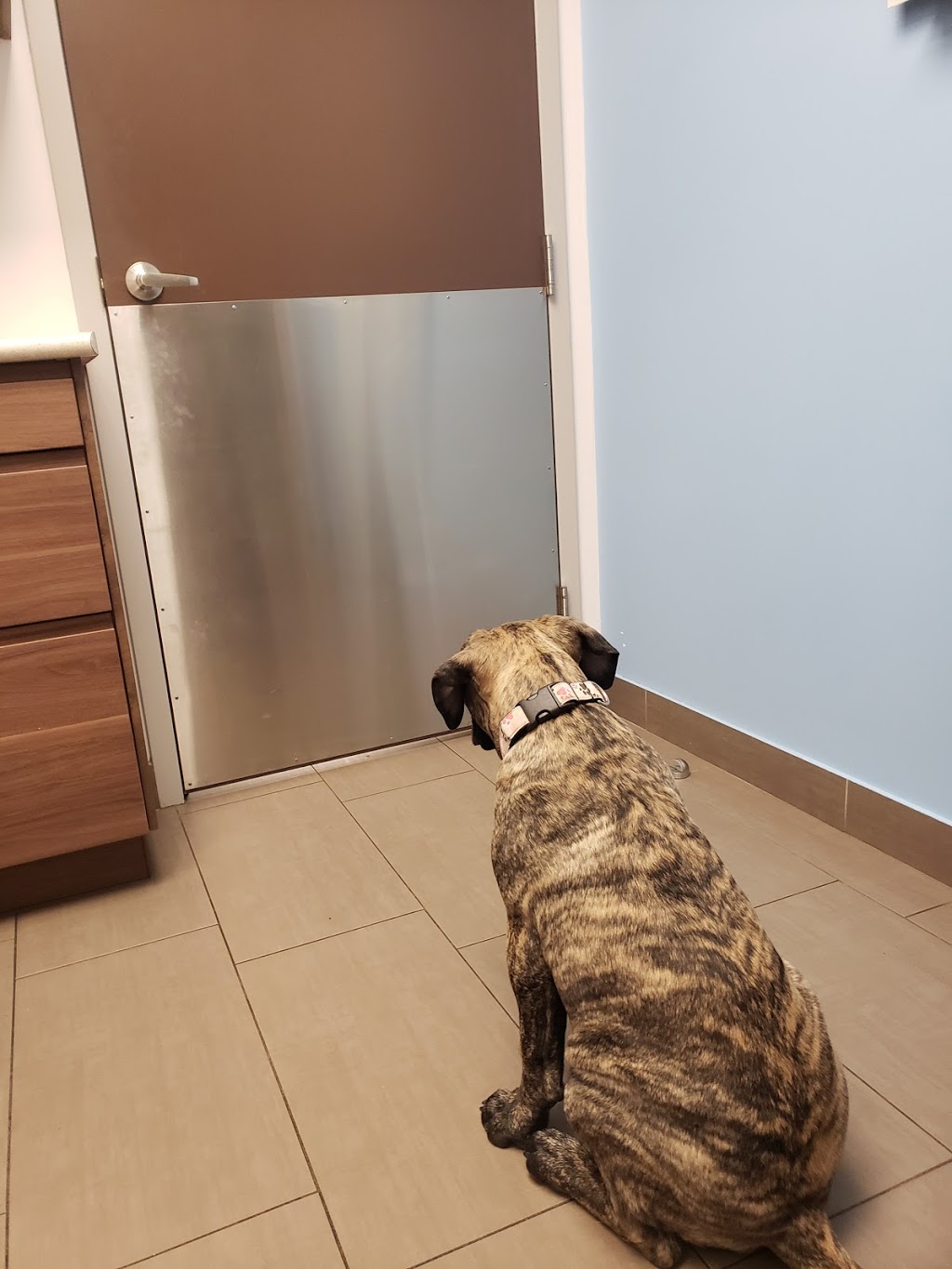 Islington Village Animal Hospital | 3852 Bloor St W, Etobicoke, ON M9B 1L1, Canada | Phone: (647) 347-2299