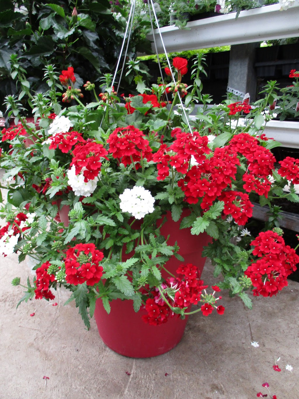 Riverside Greenhouses | 727266 Sideroad 22C, Heathcote, ON N0H 1N0, Canada | Phone: (519) 599-3533