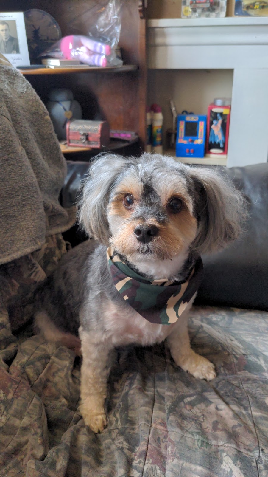 Touch of a Paw Spa | 1204 Wecker Dr, Oshawa, ON L1J 3P1, Canada | Phone: (905) 240-7297