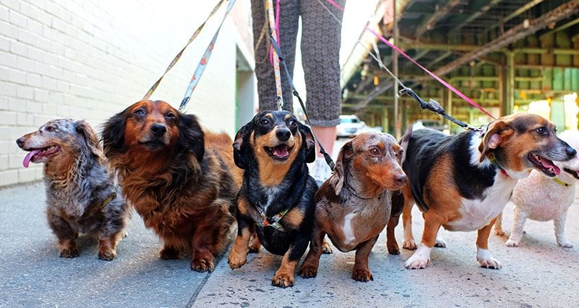 Daily Dog Walking | 90 Edgehill Dr #417, Barrie, ON L4N 7N1, Canada | Phone: (705) 440-6117