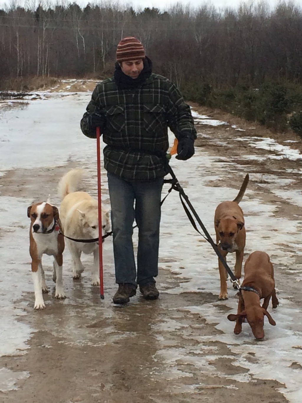 CasaCanine Kennel | 6123 Snake Island Rd, Osgoode, ON K0A 2W0, Canada | Phone: (613) 261-4140