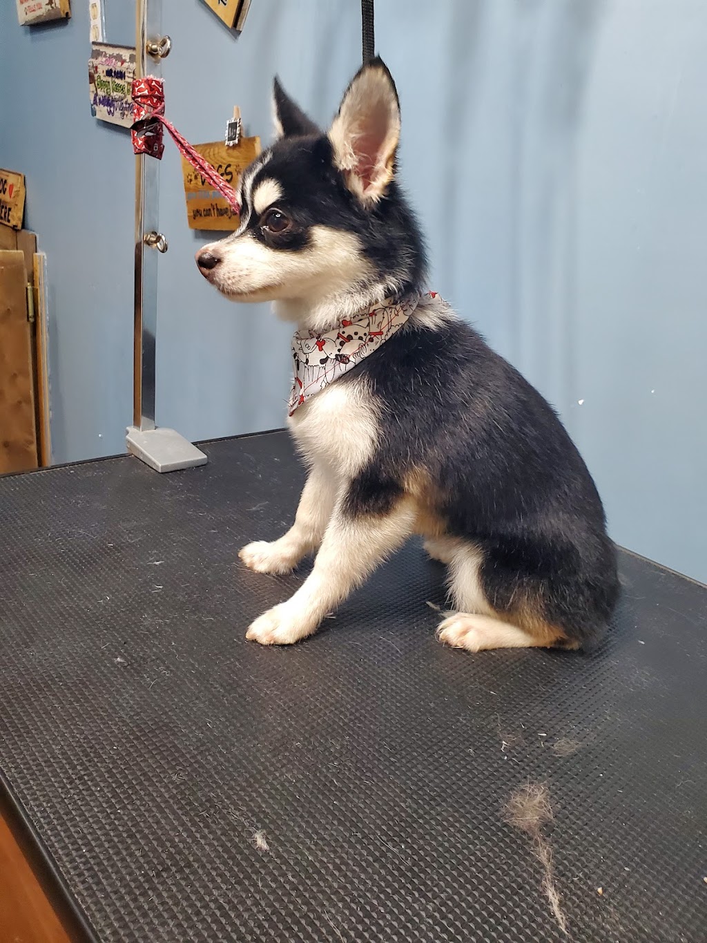 Smox Puppy Spa | 139 Green St, Deseronto, ON K0K 1X0, Canada | Phone: (613) 217-9776