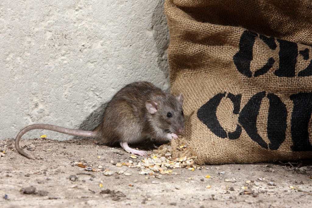 Atlas Pest & Wildlife Control Ltd. | 24196 103A Ave, Maple Ridge, BC V2W 0E4, Canada | Phone: (604) 503-5450