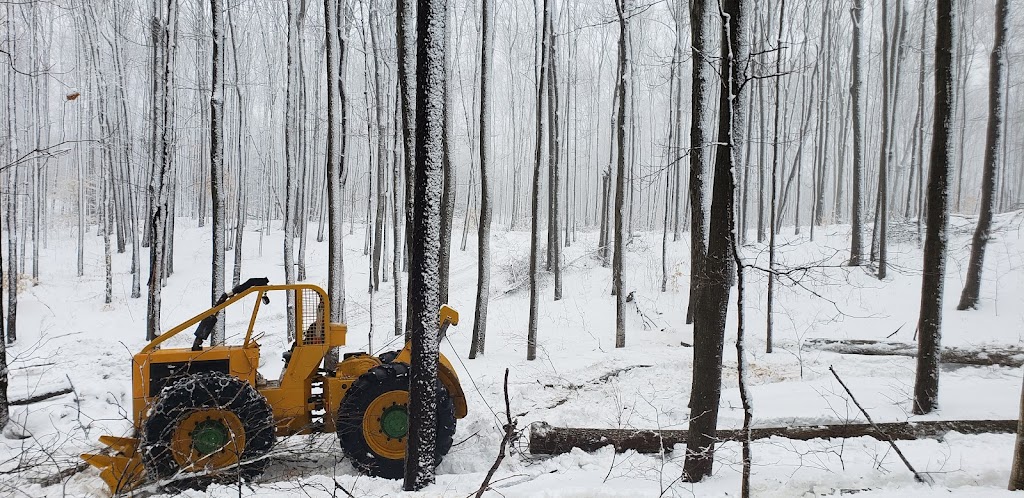 Utopia Forestry | 62 Denney Dr, Baxter, ON L0L 1N0, Canada | Phone: (705) 440-6355
