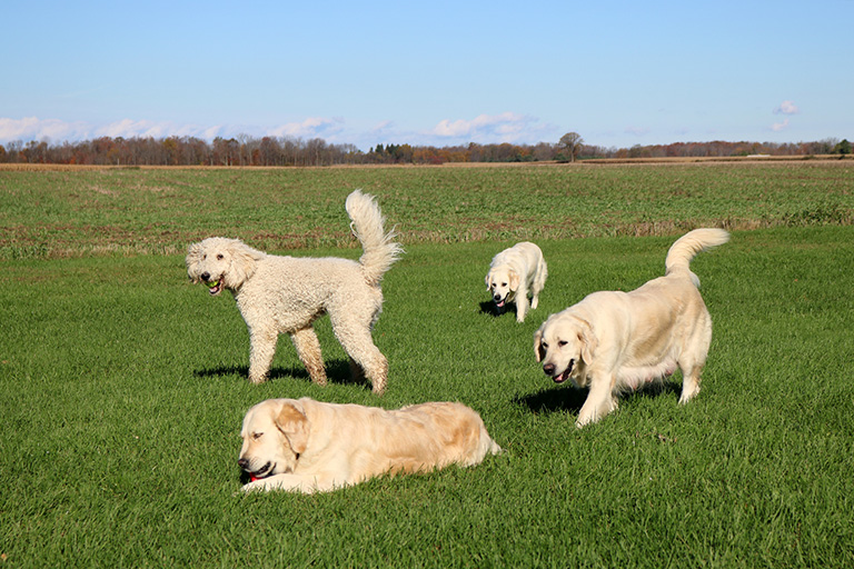 COUNTRY HOUSE DOODLES | 33780 Fingal Line, Fingal, ON N0L 1K0, Canada | Phone: (519) 769-2613