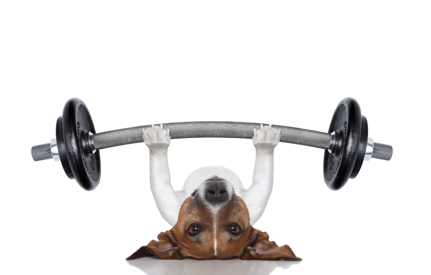 GymCanin | 119 sur, Boul Sir-Wilfrid-Laurier, Saint-Basile-le-Grand, QC J3N 1A1, Canada | Phone: (514) 591-4545