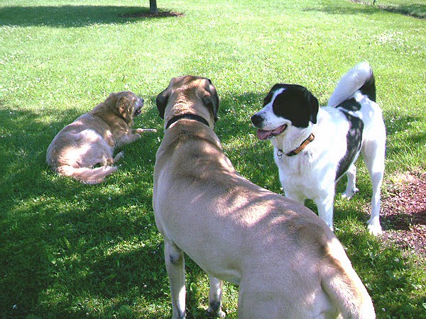 Beastmaster Farm | 1226 Beitz Rd, Breslau, ON N0B 1M0, Canada | Phone: (519) 635-4195