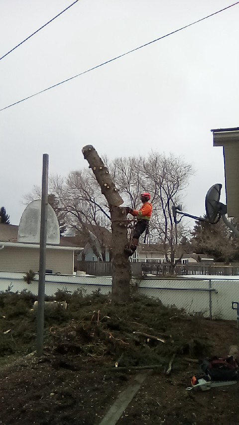 broken-limb-tree-removal-18-45-st-crescent-sylvan-lake-ab-t4s-1k7