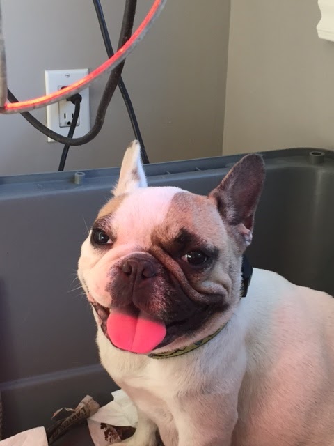 Carrefour Santé Animale | 4600 Boulevard Industriel, Sherbrooke, QC J1L 2S8, Canada | Phone: (819) 562-4448