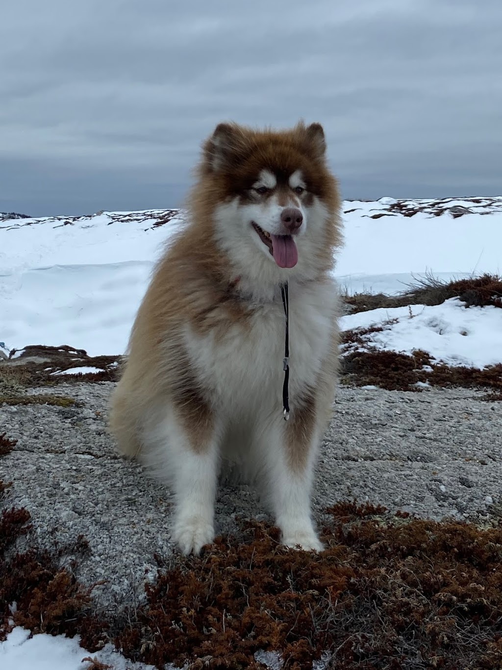 Lietash Canine Academy | 1502 Hwy #202, Mount Uniacke, NS B0N 1Z0, Canada | Phone: (902) 866-2273