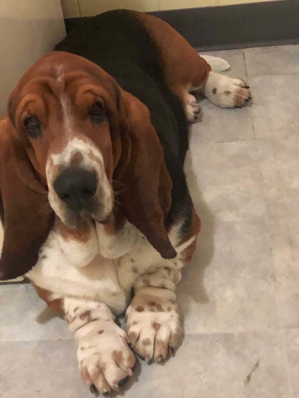 Basset Acres | Range Rd 180, Hilliard, AB T0B 2B0, Canada | Phone: (587) 988-2406