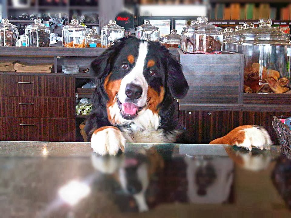 Our Dog & Company | 129 Pedersen Dr, Aurora, ON L4G 0E3, Canada | Phone: (905) 713-3489