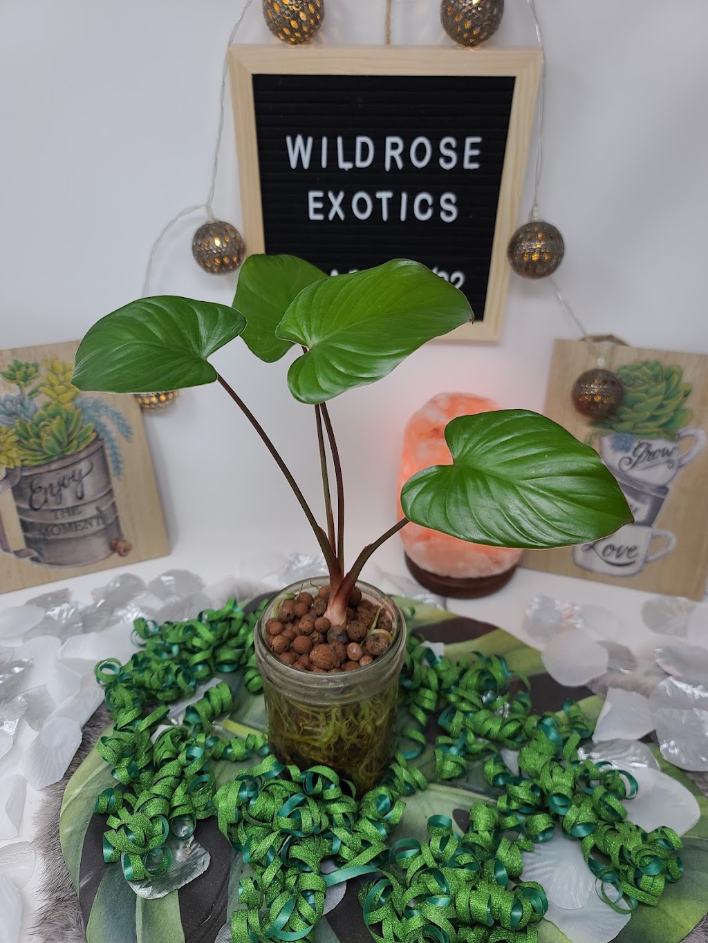 WildRose Exotics | 484 Hillcrest Cir SW, Airdrie, AB T4B 4B3, Canada | Phone: (306) 260-2154