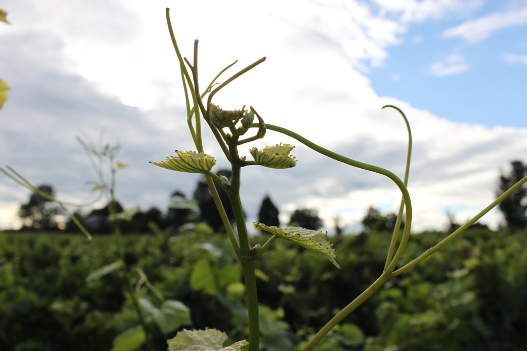 Vignoble Leblanc | 1419 QC-132, Saint-Anicet, QC J0S 1M0, Canada | Phone: (450) 264-4026