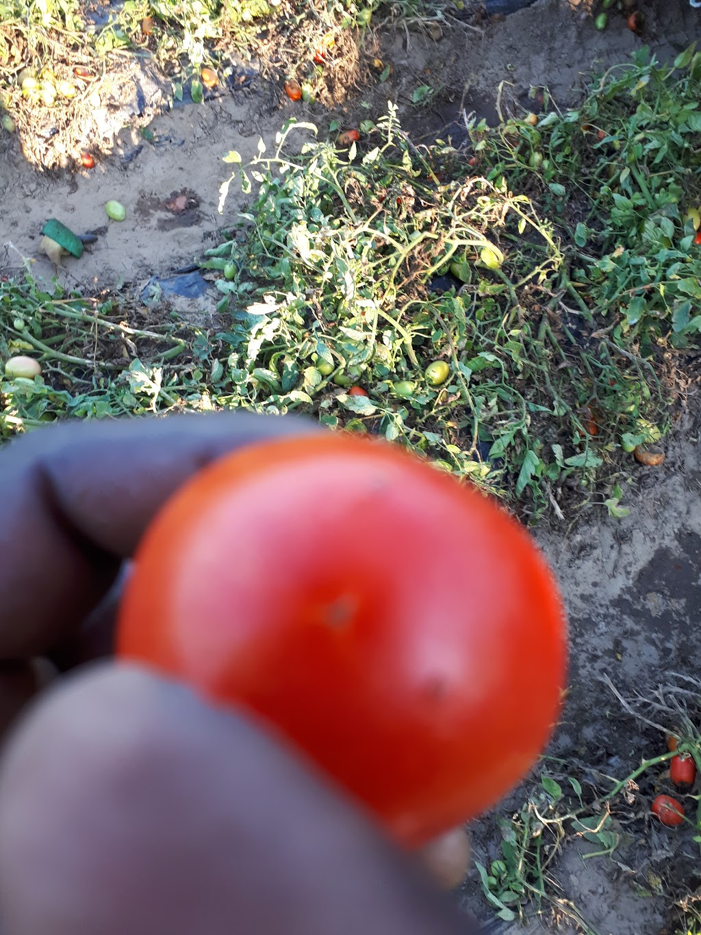 Magalas Produce Ltd | 337 Concession 6 Townsend, Waterford, ON N0E 1Y0, Canada | Phone: (519) 443-4342