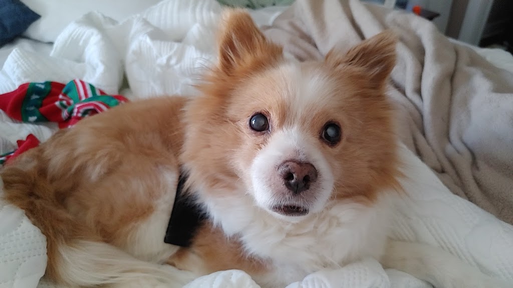 Dainty Dogs Spa Ltd. | 206 21252 Twp Rd 540, Ardrossan, AB T8G 2A1, Canada | Phone: (780) 243-7701