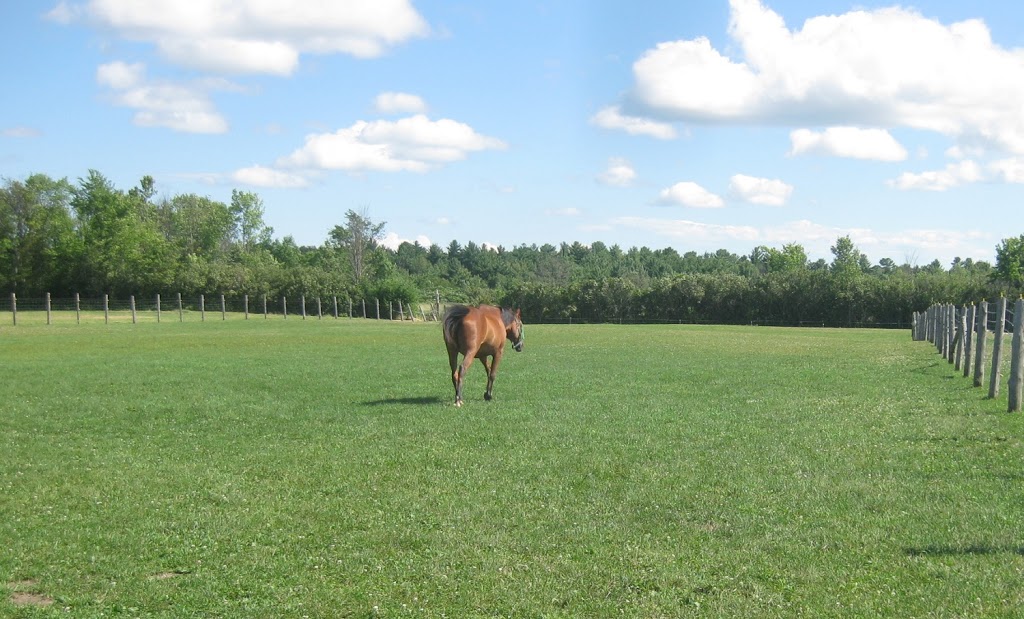 Black Bay Horse Farm | 250 Chemin de la Baie, Luskville, QC J0X 2G0, Canada | Phone: (819) 665-3614