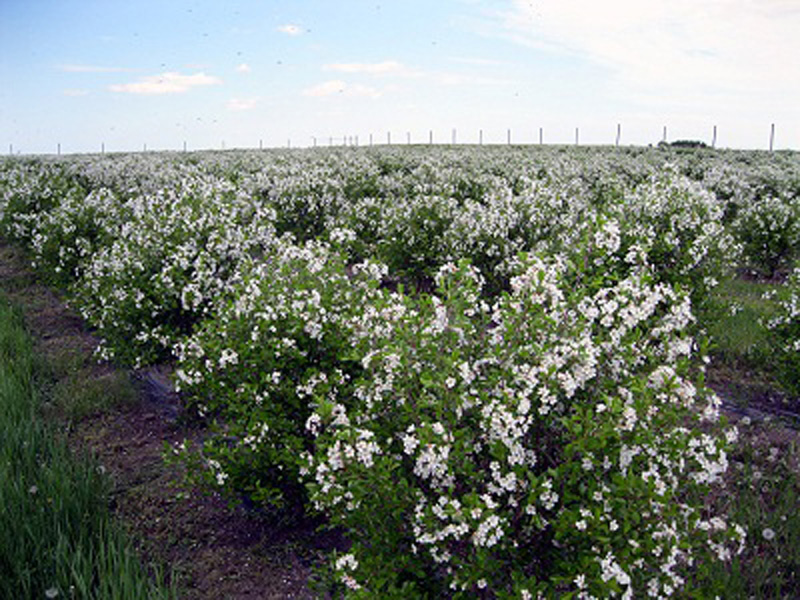 Hill Berry Acres | Farm, Imperial, SK S0G 2J0, Canada | Phone: (306) 963-2632