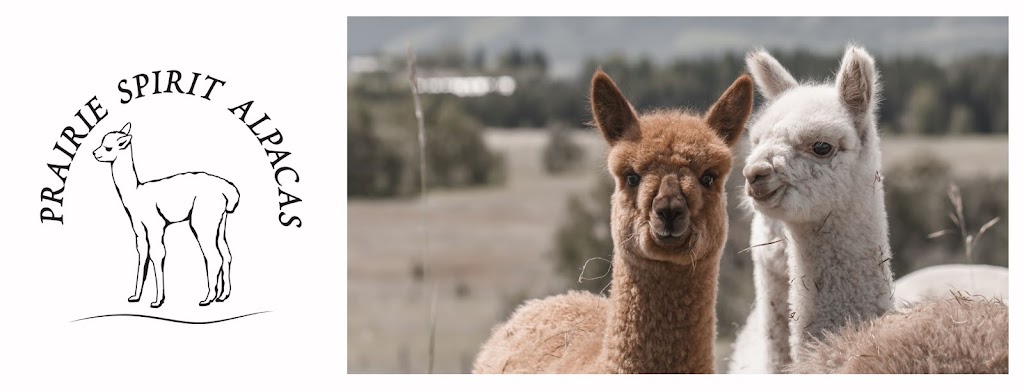 Prairie Spirit Alpacas | Site 12 RR1, Millarville, AB T0L 1K0, Canada | Phone: (780) 729-0395