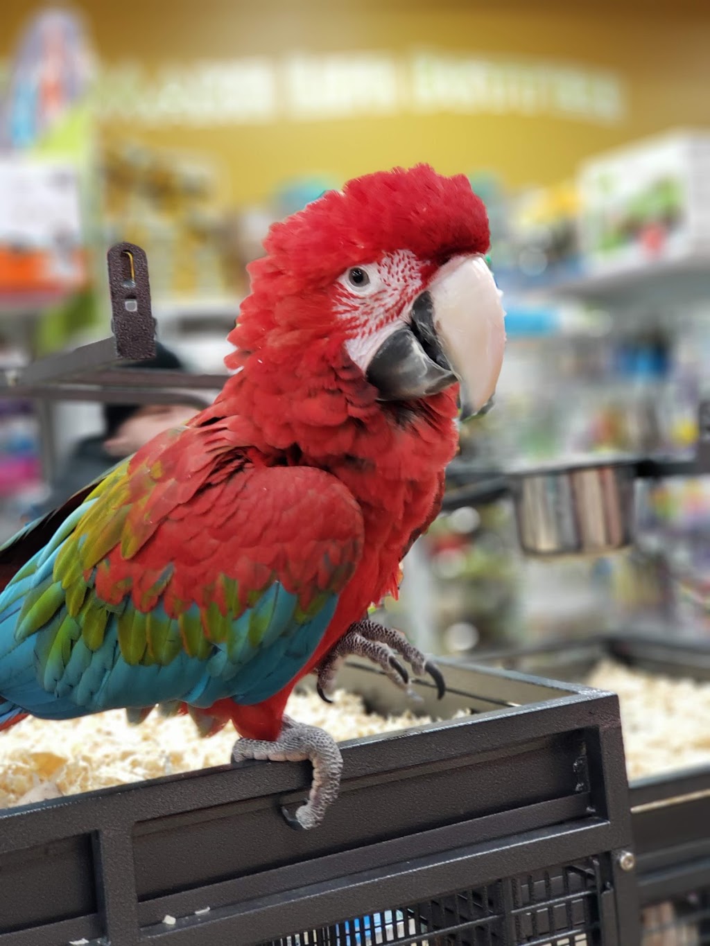 Petland | South Park 556, 3803 Calgary Trail NW, Edmonton, AB T6J 5M8, Canada | Phone: (780) 436-7387