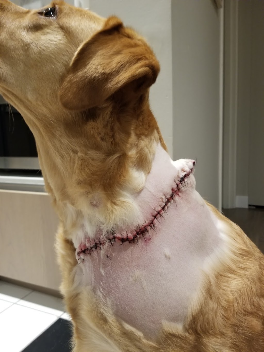 Central Animal Emergency Clinic | 812 Roderick Ave, Coquitlam, BC V3K 1P8, Canada | Phone: (604) 931-1911