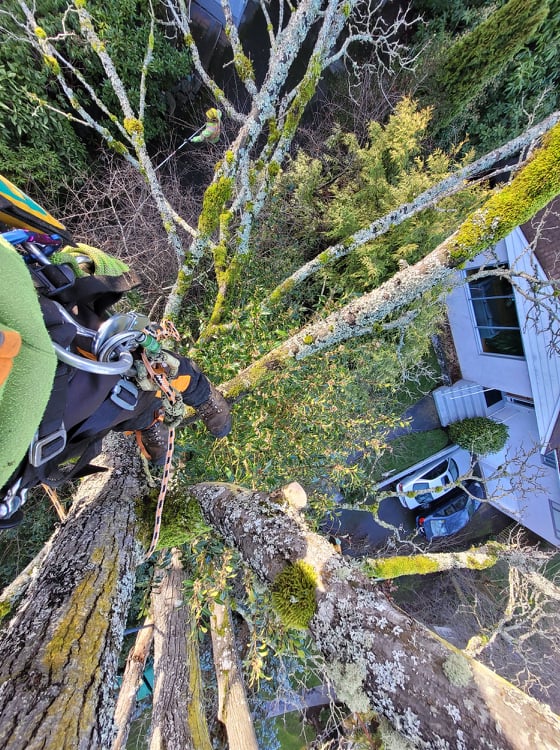 Clark Tree Care | 7032 Raven Bay Rd, Van Anda, BC V0N 3K0, Canada | Phone: (250) 650-2820