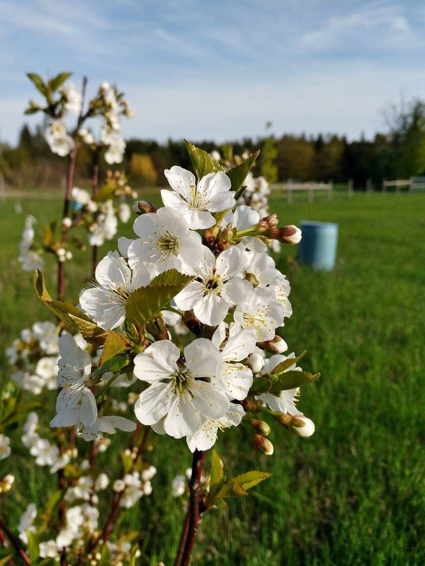 Random Acres Permaculture Farm | Random Acres Rd, Milton, ON N0B 2K0, Canada | Phone: (647) 828-5653