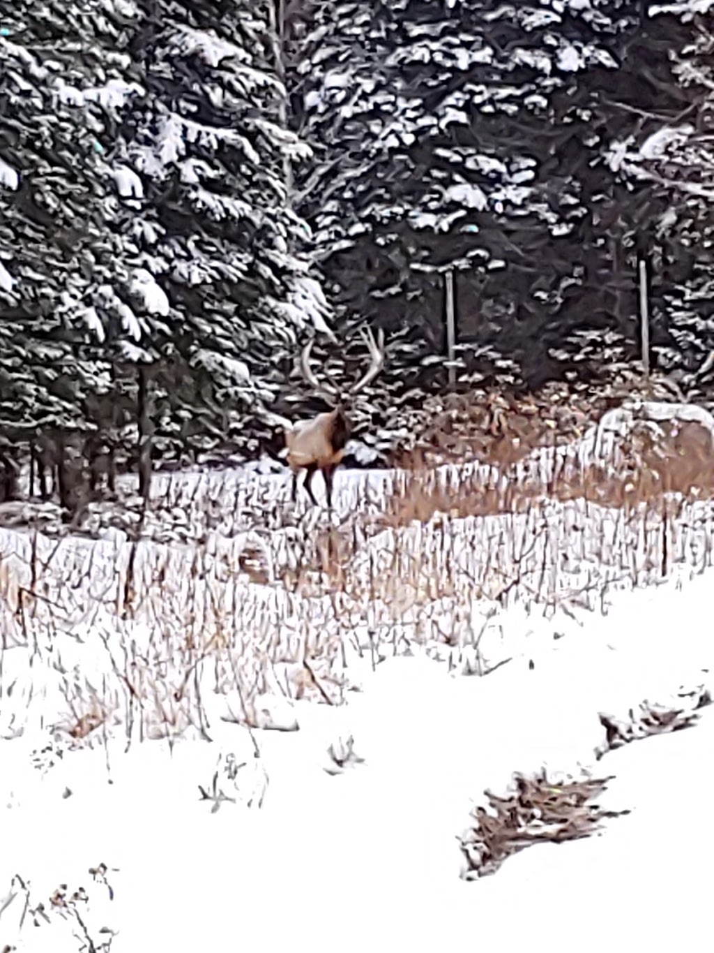 Domaine du Wapiti Roxton Falls - Roxton Falls Wilderness Estate | 4 Rue Saint-Charles #202, Sainte-Sabine, QC G0R 4H0, Canada | Phone: (418) 222-1314