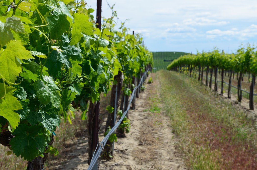 Pacific Breeze Winery | 320 Stewardson Way #6, New Westminster, BC V3M 6C3, Canada | Phone: (604) 522-2228