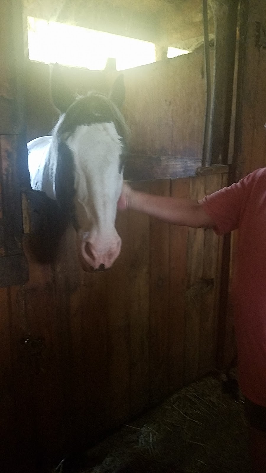 Windy Pines Farm | 10379 Crump Rd, Holland, NY 14080, USA | Phone: (716) 560-6116